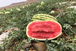 网红大瓜排行,热门事件盘点与幕后真相